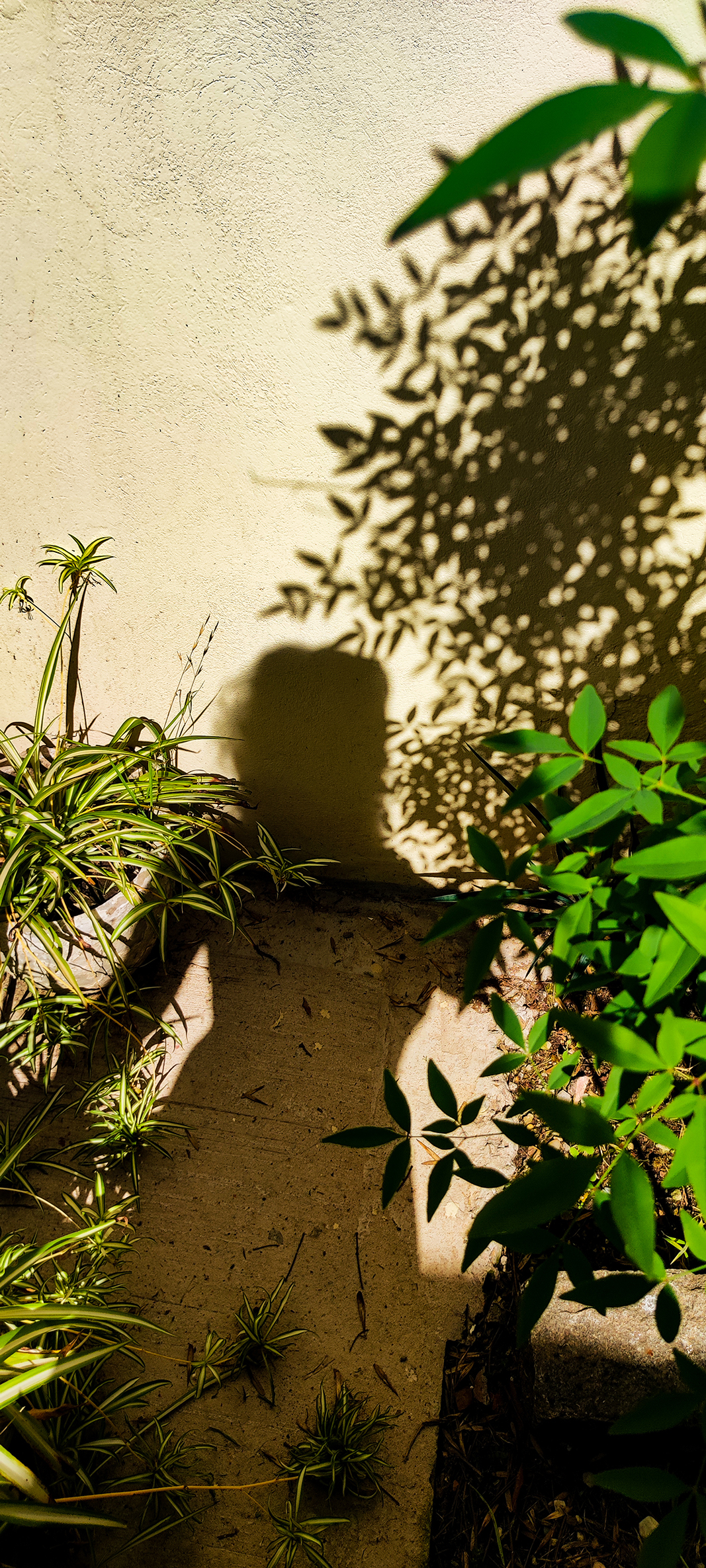 sol (2)